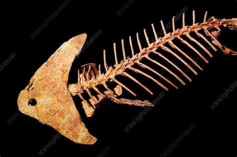 Diplocaulus Amphibian Fossil Permian Period Stock Image C0362077