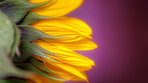 Sunflower Shallow Focus Photography Macro Flowers Hd Wallpaper