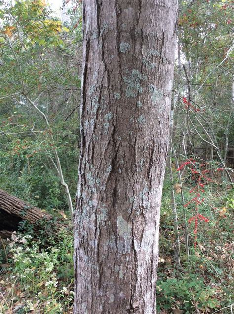 Red Maple Bark