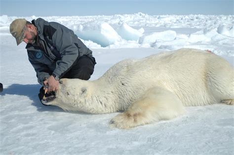 Keeping Track Of Polar Bears The Ocean Foundation