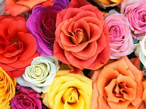 25 Beautiful Flower Wallpapers For Your Desktop Flower Pictures