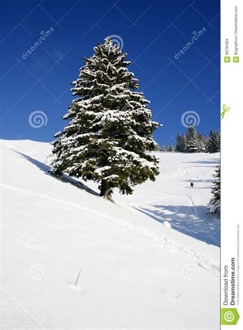 Tall Winter Fir Tree On Snow Slope Stock Photo Image Of