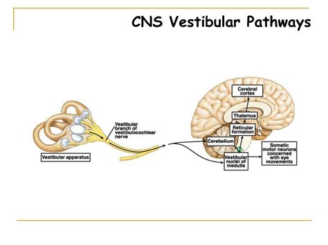 Vestibular Nerve Pathway