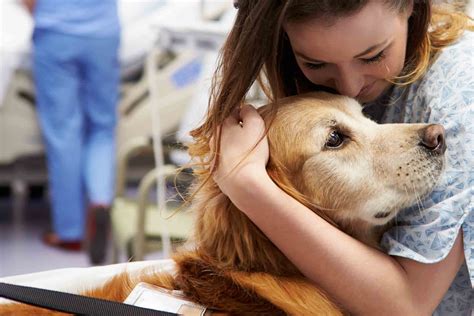 Check spelling or type a new query. How to Train Your Dog to Become a Therapy Dog | Wag!