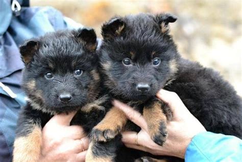 bohemian shepherd info temperament puppies pictures