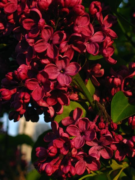Red Lilac Red Flowers Garden Flowers Perennials Planting Flowers