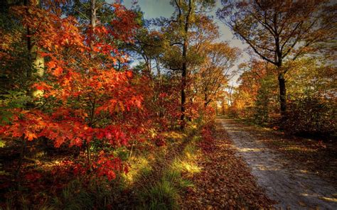 Nature Landscape Path Leaves Colorful Trees Forest Wallpapers Hd Desktop And Mobile