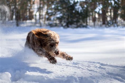 10 Top Tips For Photographing Running Dogs Photocrowd Photography