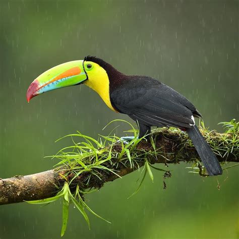 A Keel Billed Toucan Enjoys The Rain As It Perches In A Rainforest Of