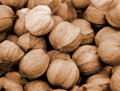 Hickory Nuts The Wild And Abundant Fall Food You Better Grab Before