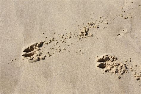 Fingerabdr Cke Sand Spuren Land Strand Keine Leute Natur High