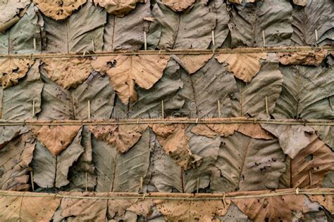 Dry Leaves Roof Stock Photo Image Of Overlap Weave 104719026