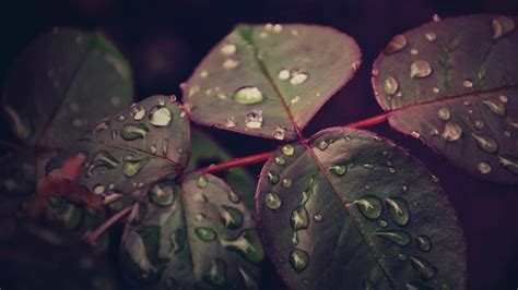 Nature Leaves Water Drops Macro Wallpapers Hd Desktop And Mobile