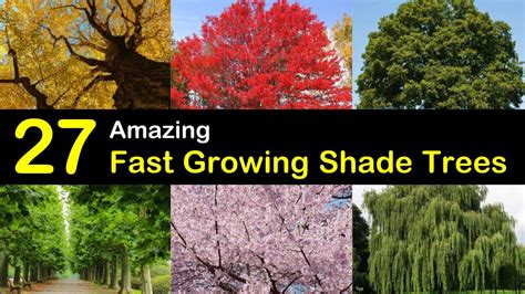 27 Amazing Fast Growing Shade Trees