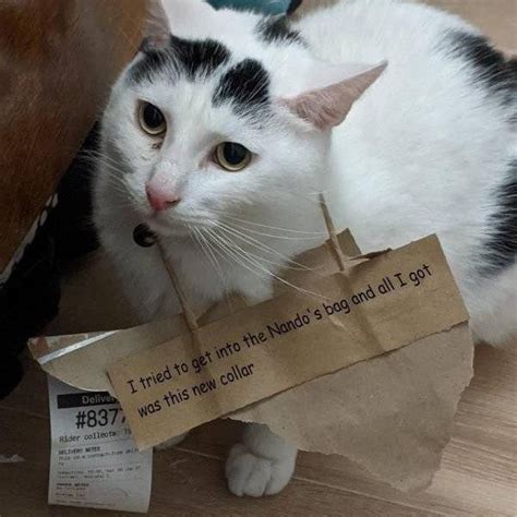 112 Hilarious Cat Shaming Photos Always Pets