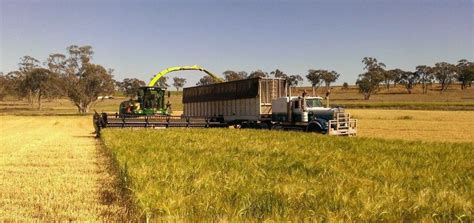 Silage Option Looms For Winter Cereals Beef Central