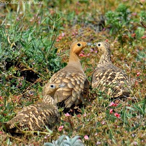 Chestnut Bellied Sandgrouse Water Animals Chestnut Birds