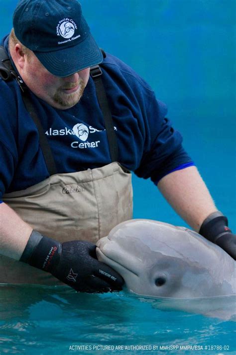 This Adorable Baby Beluga Slurps Head Butts And Clicks At Its Rescuers