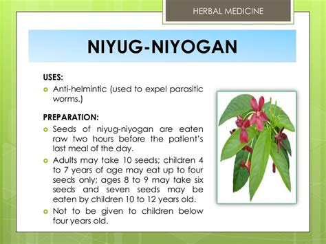 Herbal Medicine Niyug Niyogan Uses Anti Helmintic Used To Expel