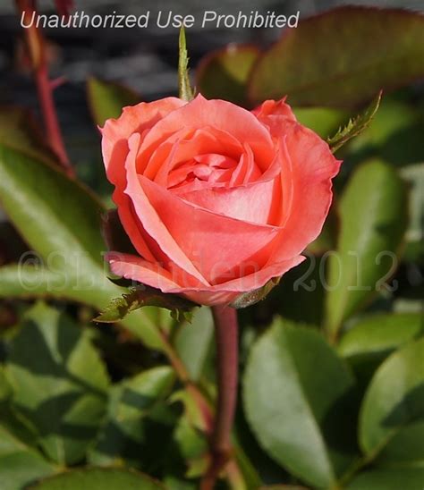 Plantfiles Pictures Floribunda Hybrid Tea Rose Passionate Kisses