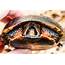 Spotted Turtle Conservation  Rcngrantsorg