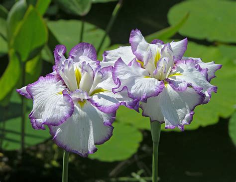 How To Grow Japanese Iris Dengarden