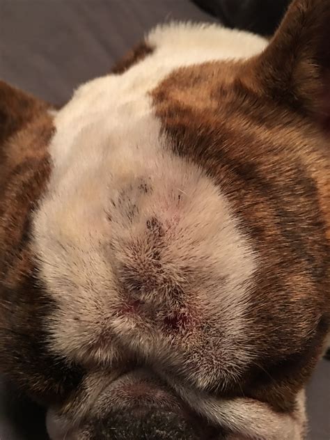 My French Bulldog Has Scabs On His Head And Neck They Seem To Be