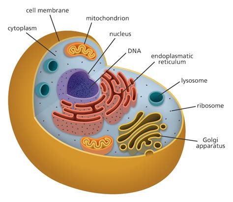 Draw the structure of a typical animal cell. What is a cell? | Facts | yourgenome.org