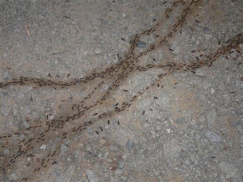 Termite Trails Flickr Photo Sharing