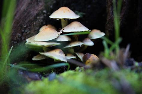 Mushrooms Photograph By Angela Harrison Pixels