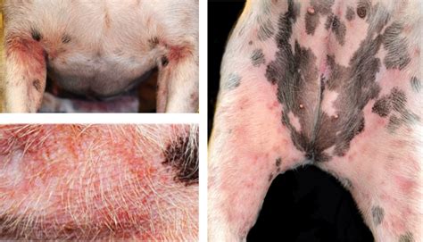 Umweltallergie Des Hundes Atopische Dermatitis Tierarzt Karlsruhe Kleintierzentrum Arndt