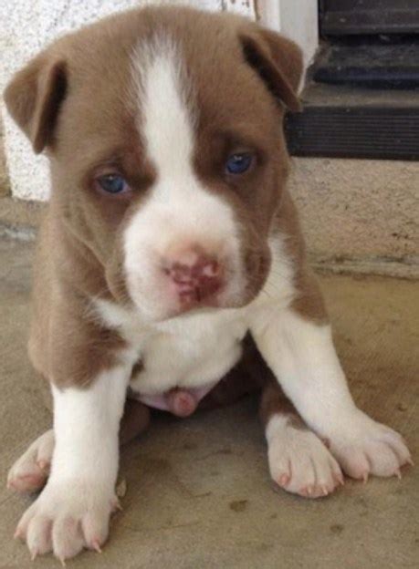 Husky Pitbull Mix Puppies Pitbull Puppies