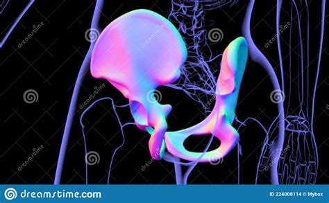 Human Skeleton Hip Or Pelvic Bone Anatomy For Medical Concept Stock