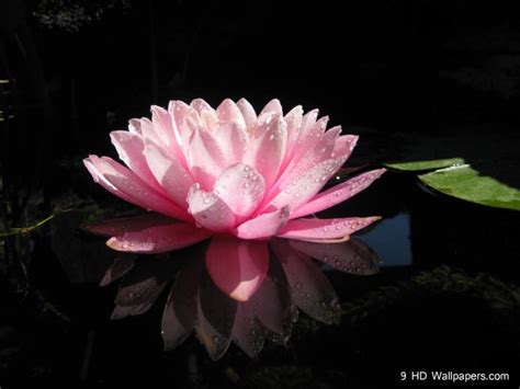 Free Download Download Lotus Flowers Wallpaper 1920x1080 For Your