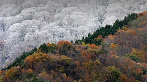 奈语林幽 初雪与最后的秋色相会，日本 © Spontaneouspicturesistockgetty Images Plus