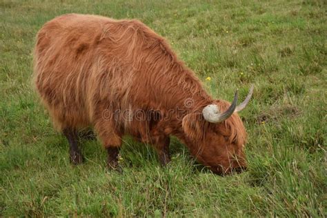 Highland Cow With Long Hair Isle Of Skye Scotland United Kingdoom