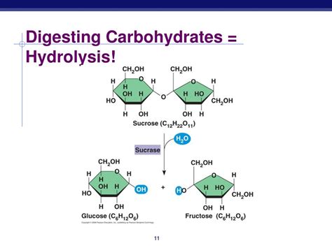 Ppt Carbohydrates Powerpoint Presentation Free Download Id6987875