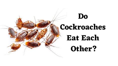 Do Cockroaches Eat Each Other The Cockroach Guide