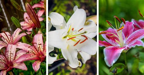 Stargazer Lily Care How To Plant Grow And Help Them Thrive