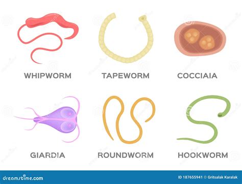 Human Parasite Vector Hookworm Whipworm Tapeworm Roundworm Coccidia