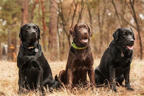 Labrador Retriever Dogs Breed Information Omlet