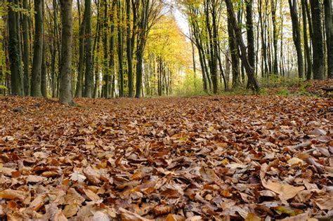 Forest Floor Covered In Fallen Autumn Leaves Stock Photo