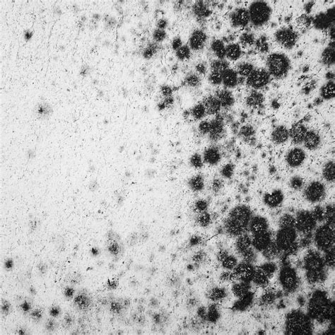 Black mold can cause some serious health problems if left untreated. How To Identify Black Mold Inside Your Home | Skeleton ...