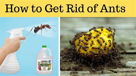 how to get rid of ants in your house ant remedies natural youtube