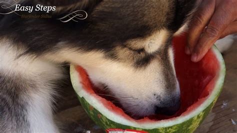 Sheru The Alaskan Malamute Loves Watermelon Dog Eating
