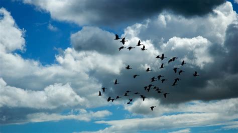 Birds Fly On The Sky Through The Clouds Hd Wallpaper Wallpaper