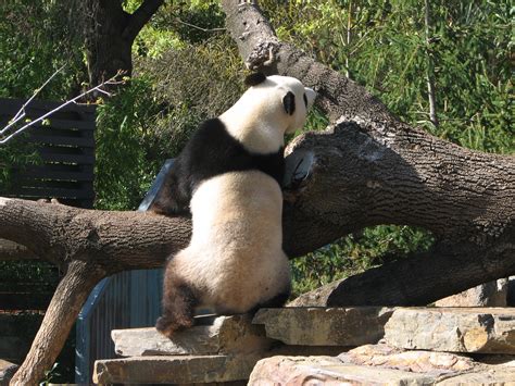 Giant Panda Adelaide Zoo South Australia Trevors Travels