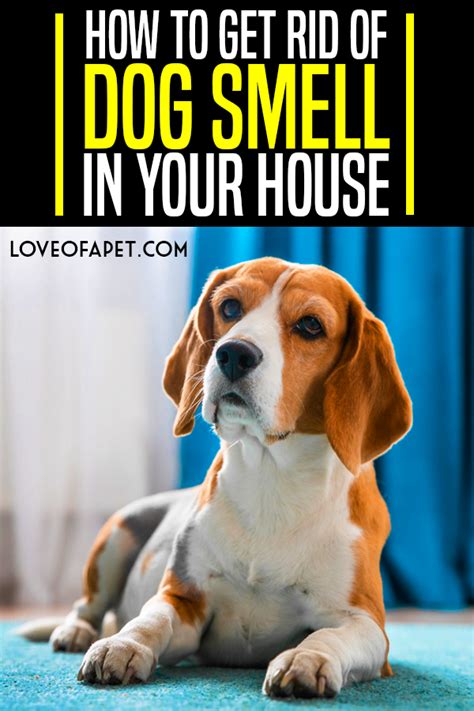 Maybe you would like to learn more about one of these? A Beginner's Guide to Get Rid of Dog Smell In Your House ...