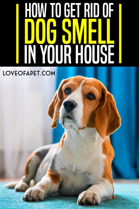 Getting infected with parvovirus more than once is rare. A Beginner's Guide to Get Rid of Dog Smell In Your House ...