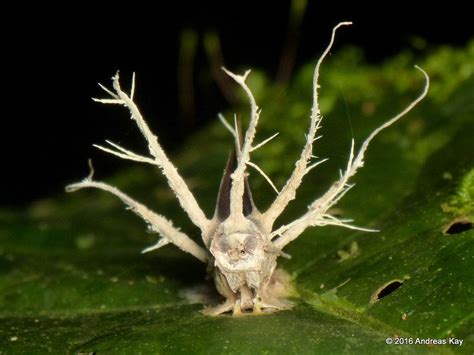 Flickrpmhzwiu Moth And Entomopathogenic Fungus Cordyceps Sp
